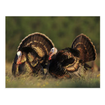 Wild Turkey, Meleagris gallopavo,males Post Card