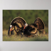 Wild Turkey, Meleagris gallopavo,males Posters