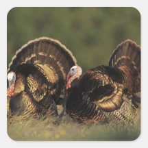Wild Turkey, Meleagris gallopavo,males Sticker