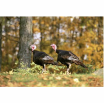 Wild turkey photo sculptures