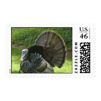 Wild Turkey Postage Stamp