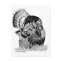 Wild Turkey Postcards