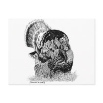 Wild Turkey Post Card