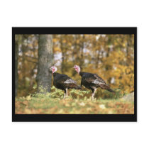 Wild turkey postcards