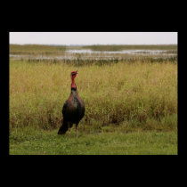 Wild Turkey posters
