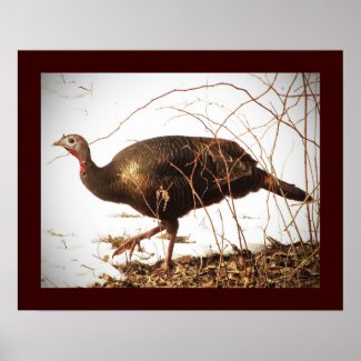 Wild Turkey Poster