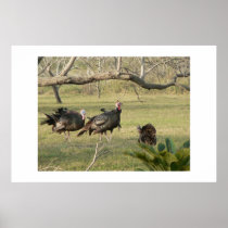 Wild turkey. posters