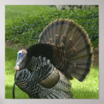 Wild Turkey Poster Print