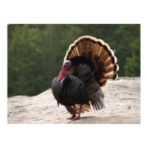 Wild Turkey posters