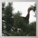 Wild Turkey Roost Print