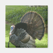 Wild Turkey Square Magnet