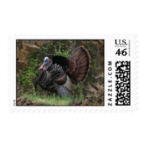 Wild Turkey Strutting Stamps