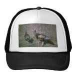 Wild turkeys, big gobbler with 8"" beard and his h trucker hat