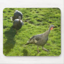 Wild Turkeys Mousepad mousepad
