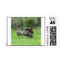 Wild Turkeys postage