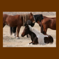 Wild Utah Mustangs posters
