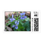 Wild Violets Postage