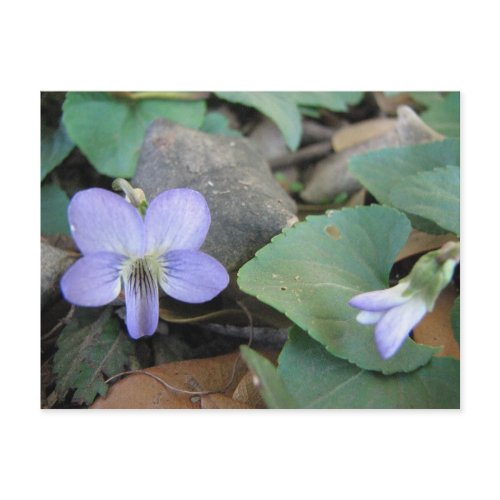 Wild Violets Postcard postcard
