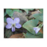 Wild Violets Postcard