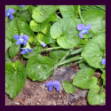 Wild Violets posters by pammys Wild Violets posters