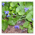 Wild Violets posters by pammys Wild Violets posters