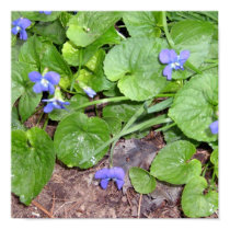 Wild Violets posters