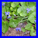 Wild Violets posters