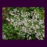 Wild White Asters posters