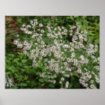 Wild White Asters Print