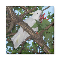 Wild White Cockatoo Parrot magnets