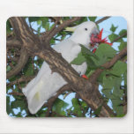 Wild White Cockatoo Parrot Mouse Pad