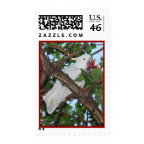 Wild White Cockatoo Parrot postage