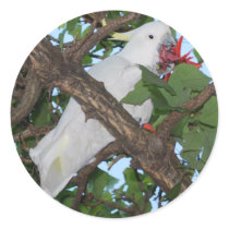 Wild White Cockatoo Parrot stickers