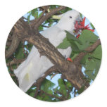 Wild White Cockatoo Parrot Round Stickers