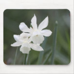 Wild White Daffodils