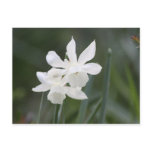 Wild White Daffodils