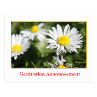 Wild white daisy flowers graduation announcement post card
