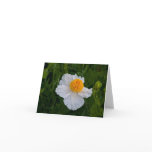 wilf, flower, matilija, poppy, white