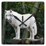 Wild White Wolf Square Wallclock