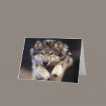 Wild Wolf cards