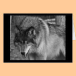 Wild Wolf Stare Note Card cards