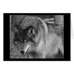 Wild Wolf Stare Note Card