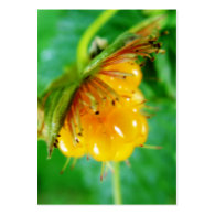 wild yellow berry. business card