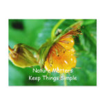 wild yellow berry nature gift post card