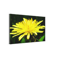 wild yellow dandelion flower gallery wrap canvas