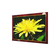 wild yellow dandelion flower in red frame gallery wrapped canvas