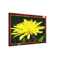 wild yellow dandelion flower in red frame. floral canvas print