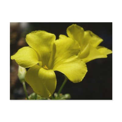 Wild Yellow Flowers Postcard by emele1