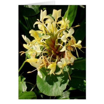 Wild Yellow Ginger Card by joeyartist