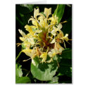 Wild Yellow Ginger cards
